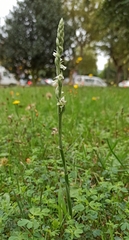 Spiranthes spiralis