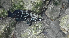 Epinephelus marginatus