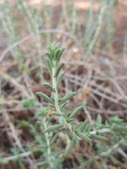 Teucrium capitatum