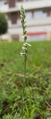 Spiranthes spiralis