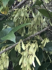 Fraxinus caroliniana