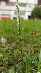 Spiranthes spiralis