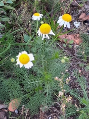 Matricaria chamomilla