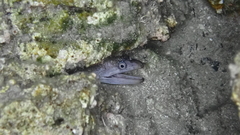 Muraena helena