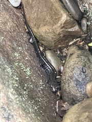 Desmognathus ochrophaeus