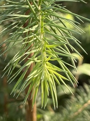 Larix decidua