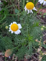 Matricaria chamomilla