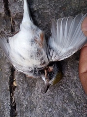 Setophaga pensylvanica