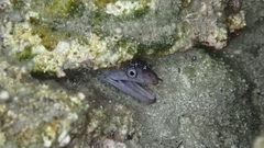 Muraena helena