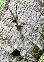 Anolis cristatellus