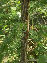 Larix decidua