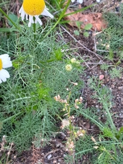 Matricaria chamomilla