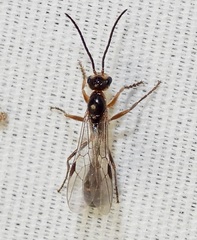 Pseudomyrmex gracilis