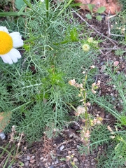 Matricaria chamomilla