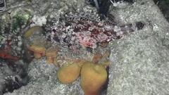 Scorpaena maderensis