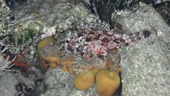 Scorpaena maderensis