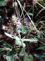 Betonica officinalis
