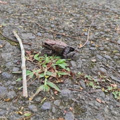 Leptodactylus savagei