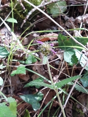 Betonica officinalis