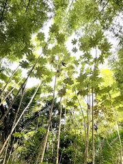 Cecropia schreberiana