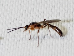 Pseudomyrmex gracilis