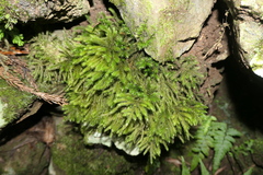 Echinodium renauldii