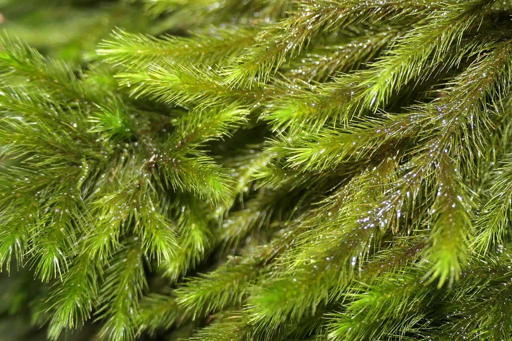 Echinodiaceae