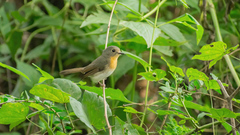 Cyornis sumatrensis
