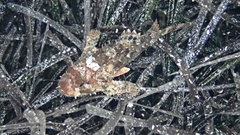 Scorpaena porcus