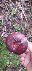 Russula