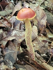 Aureoboletus betula