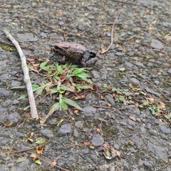 Leptodactylus savagei