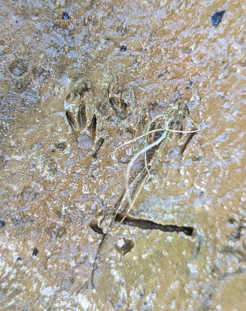 Marsh Rice Rat