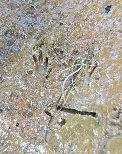 Marsh Rice Rat