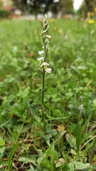 Spiranthes spiralis