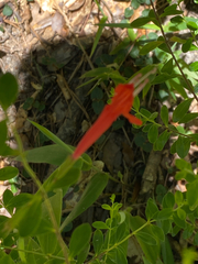 Clinopodium coccineum