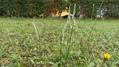 Spiranthes spiralis