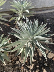 Salvia apiana