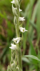 Spiranthes spiralis