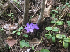 Hepatica nobilis