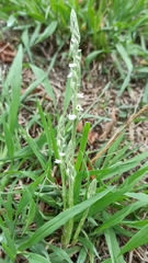 Spiranthes spiralis