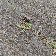 Leptodactylus savagei