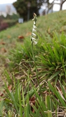 Spiranthes spiralis