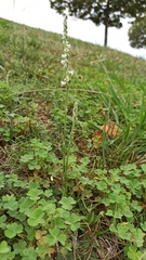 Spiranthes spiralis