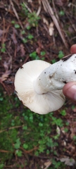 Russula