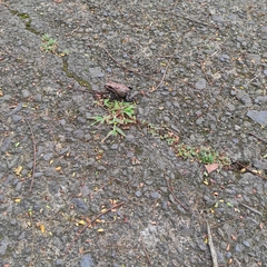 Leptodactylus savagei