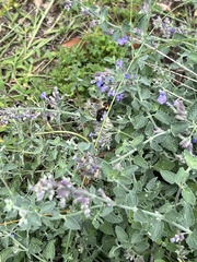 Megachile sculpturalis