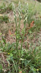 Spiranthes spiralis