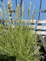 Sesleria autumnalis