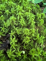 Sphagnum girgensohnii